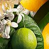 Molton Brown Orange & Bergamot Hand Lotion 300mls